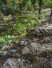 Зеленая прогулка