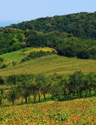 Гуляем по Фрушке горе